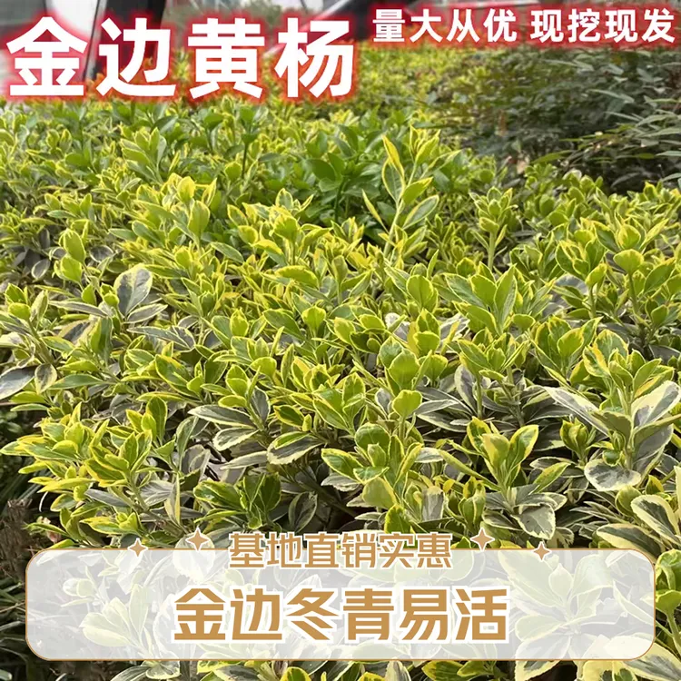 金边黄杨小苗批发耐寒好养四季常青绿篱银边冬青基地直销金边冬青
