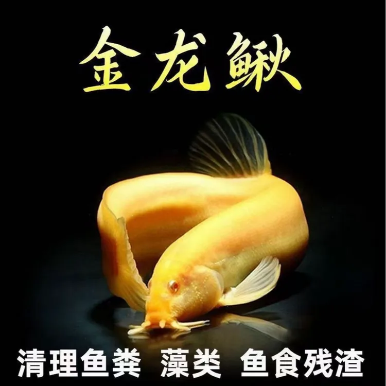 黄金鳅清洁鱼缸好养耐活的冷水观赏鱼