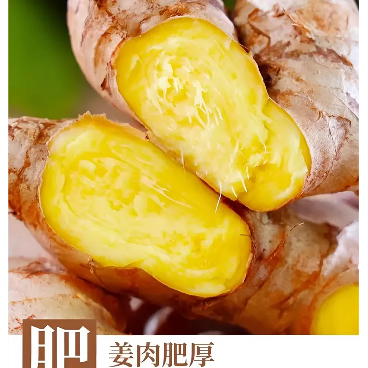 贵州高山新鲜现挖一年半老姜小黄姜云南贵州地发货姜味浓郁
