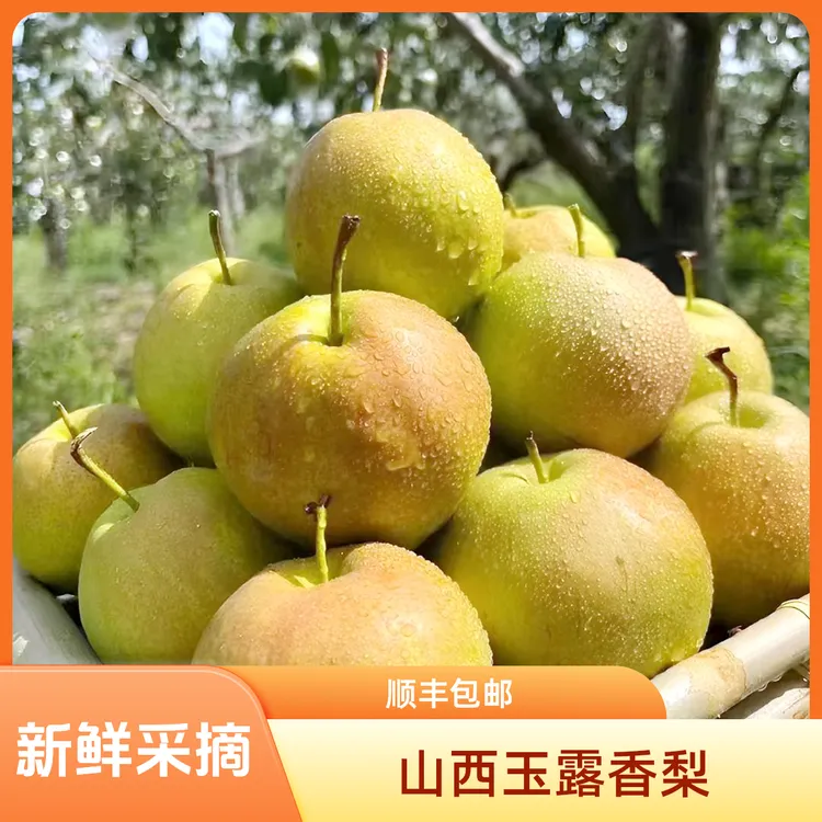 【顺丰山西玉露香梨】梨中新贵现摘现发原产地直发应季水果坏果包赔