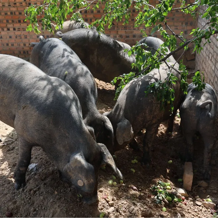 纯正陕北散养黑毛土猪肉 肉香四溢 厚实多汁