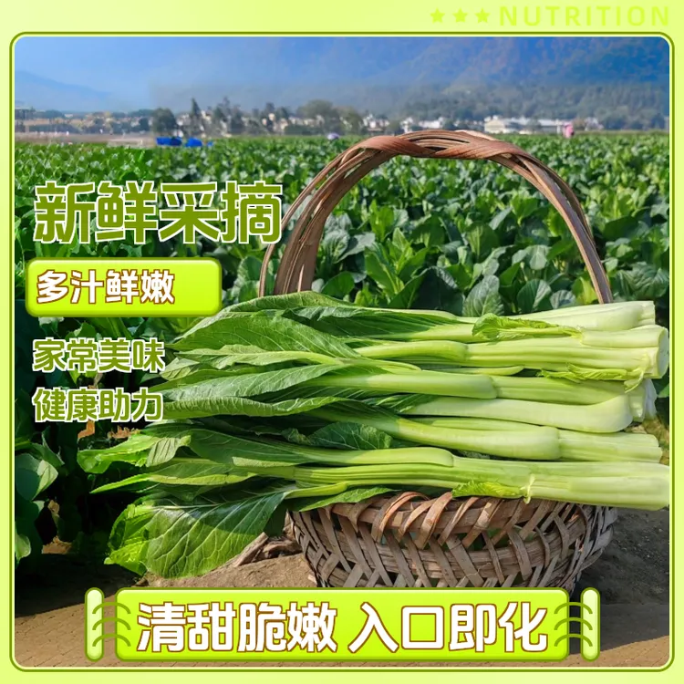 连州菜心霜打菜心清甜爽口多汁包邮到家10斤5斤广东菜心迟菜心4号