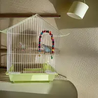 稀有色别墅鸟笼加装备套餐