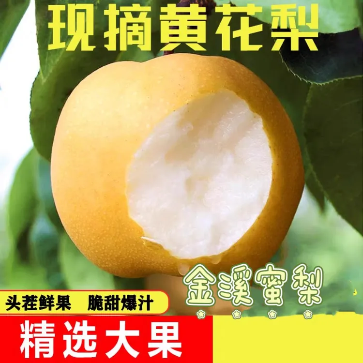 金溪蜜梨正宗黄花梨皮无渣现摘现发当季新鲜水果低糖现发送礼整箱