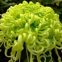 【盘龙碧玉】大花富贵菊九月菊花苗盆栽适合室内外花开好看