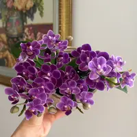 【欧品】【宠粉】稀少品种3花剑起开花机器【欧洲小蓝】 蝴蝶兰高货欧品
