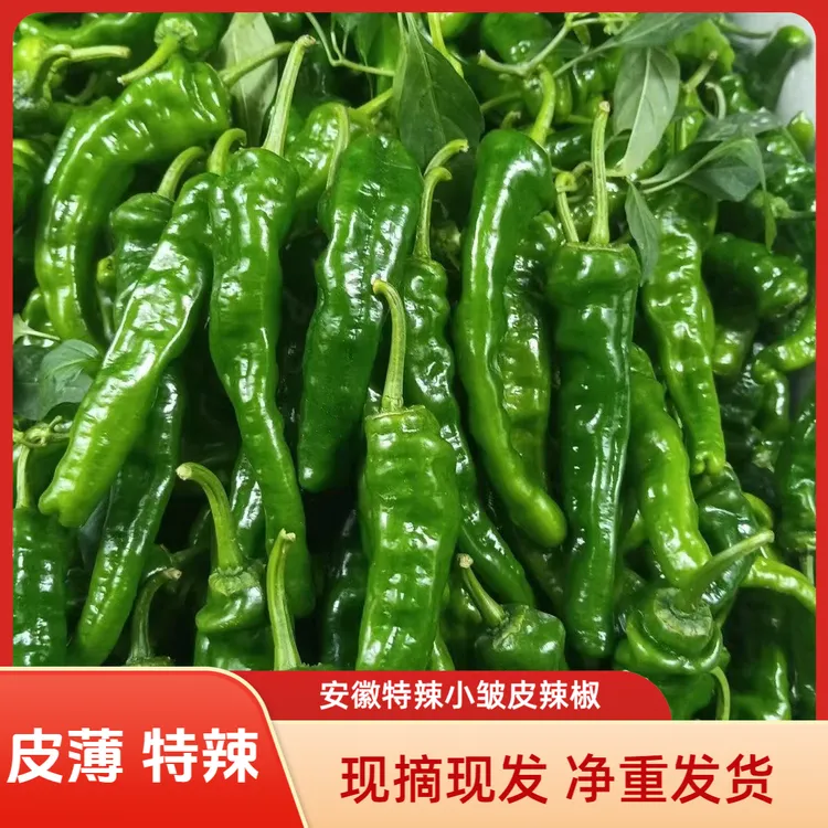 特辣小皱皮辣椒薄皮香辣青椒新鲜采摘农家自种
