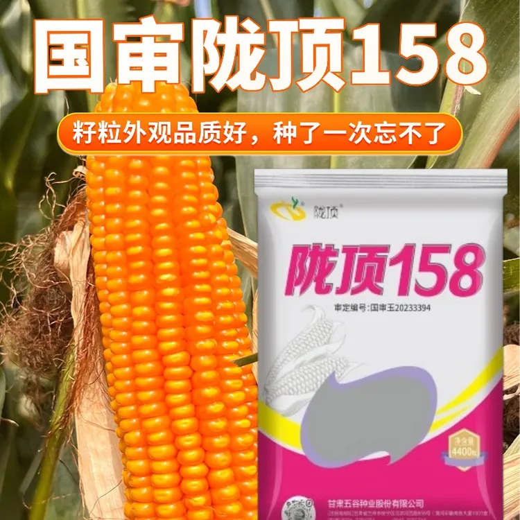 陇顶158【金黄籽粒】国审玉米种子高产高抗穗腐高产大棒