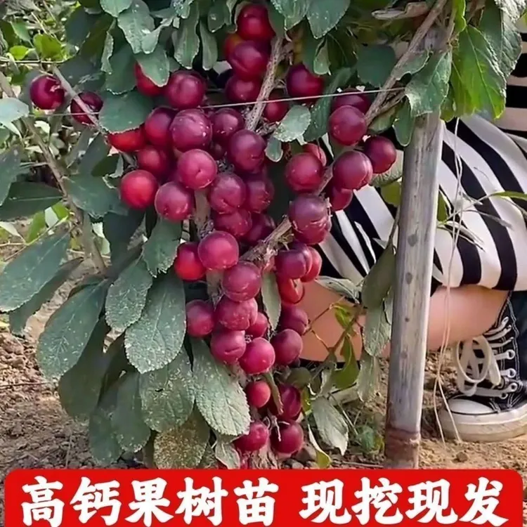 无核冰糖钙果树苗纯甜钙果苗耐寒耐热高钙果树苗带土带叶发货商品图