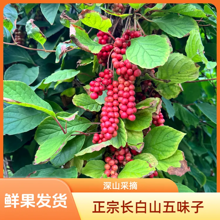 鲜果发货 长白山五味子鲜果 深山采摘鲜果发货 产地直发