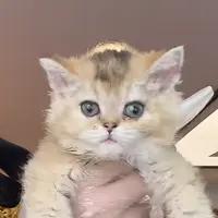 来了姊妹-金渐层赛凯猫-妹妹-18