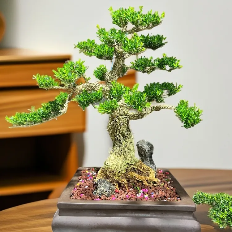 皱皮雀舌黄杨盆景老桩室内外造型独特四季常青绿植盆栽
