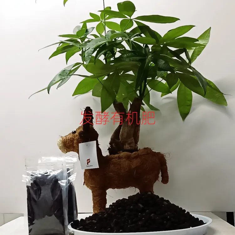 发财树盆栽花卉室内外通用四季常青易活水培好养