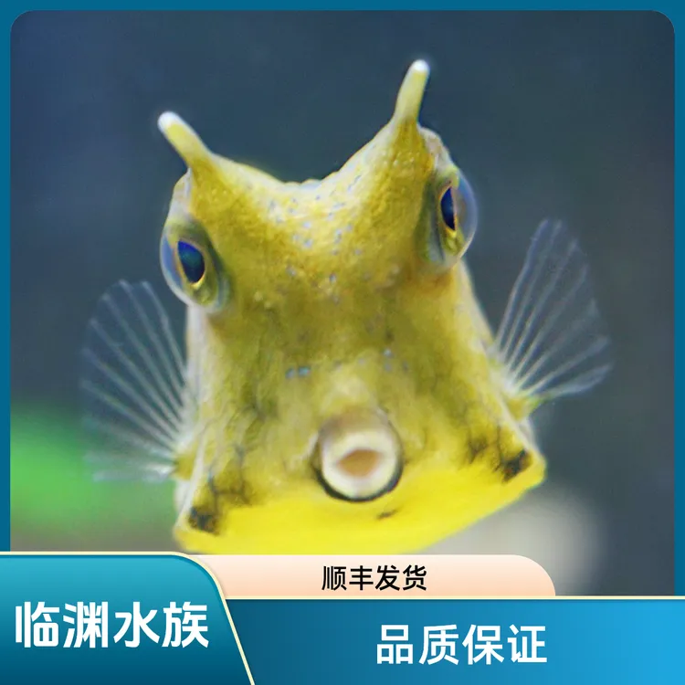 牛角  海水鱼  开箱报损  顺丰发货