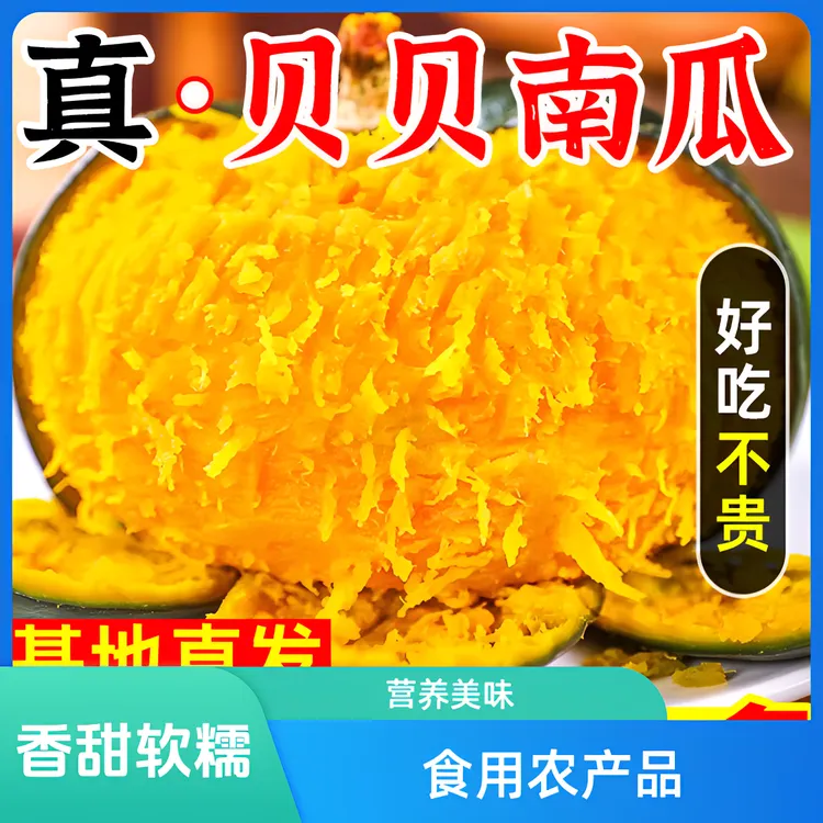正宗沙地粉甜贝贝南瓜新鲜采摘粉糯香甜板栗味宝宝辅食