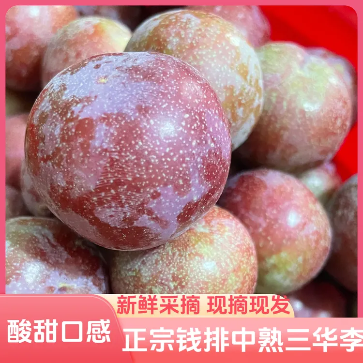 正宗钱排中熟三华李新鲜当季酸脆水果广东信宜三月红心李子大果