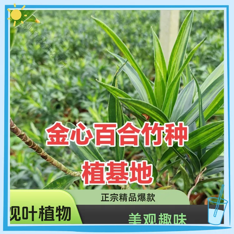 金心百合竹绿植发货客厅水培植物水培花卉室内水养龙血树大盆栽
