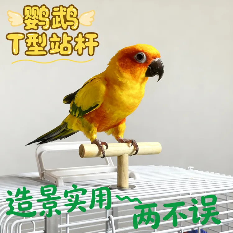 九九小鹦小太阳鹦鹉T型实木磨爪鸟站玩具站架站杆磨嘴鸟笼配件