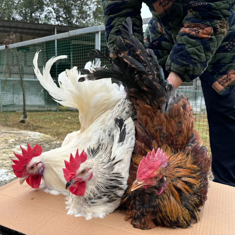 【活体】观赏鸡长尾鸡宠物鸡五颜六色观赏鸡庭院观赏老人陪伴