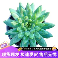 【贵货星际迷航 满9.9包邮】星花怒放阳台露台办公室绿植栽种养护叶