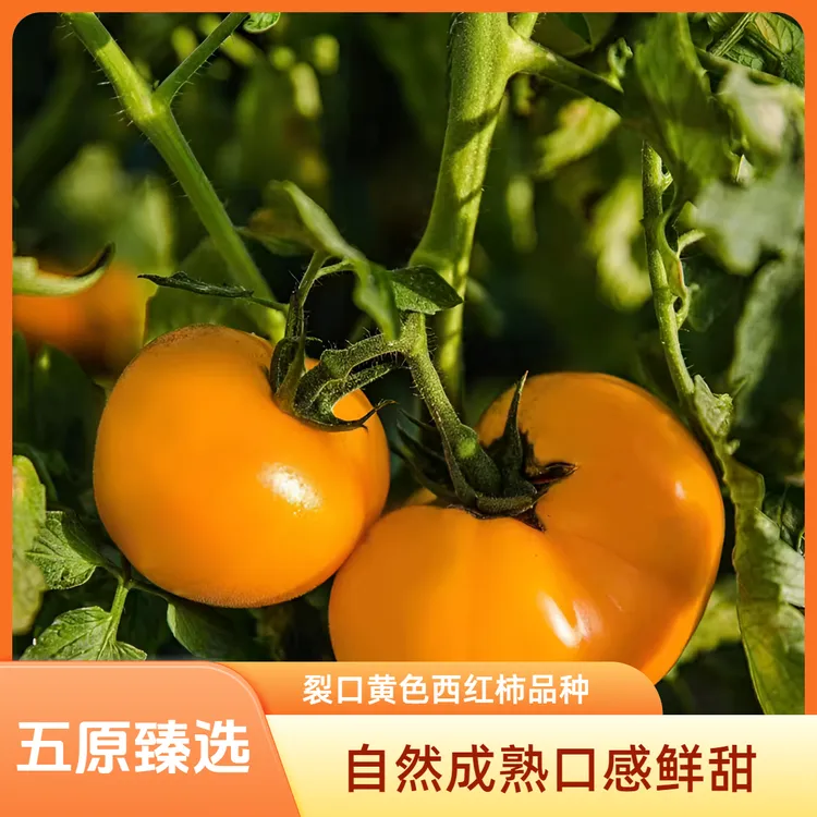 五原裂口黄色柿子西红柿老品种柿子西红柿番茄生吃食用ai