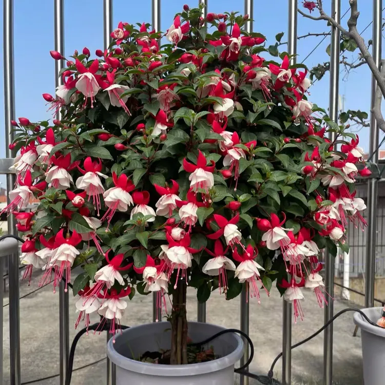 百叶裙倒挂金钟棒棒糖单瓣花苗盆栽室内绿植阳台四季开花带芽苞