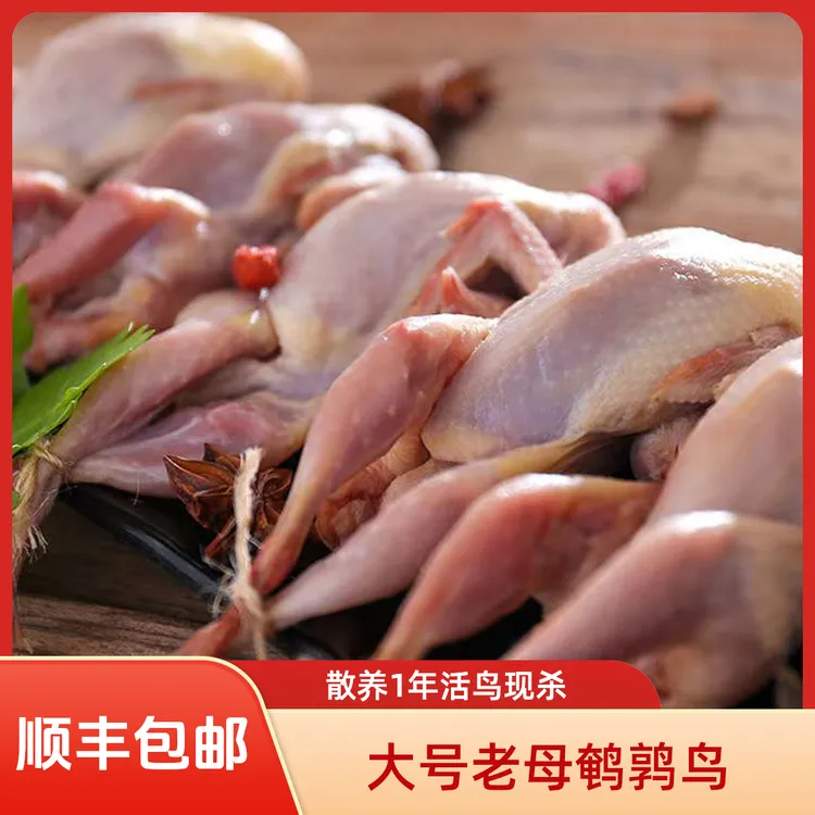 【大号鹌鹑】冰鲜老母鹌鹑鸟优质放血鹌鹑生鲜适合烧烤煲汤爆炒食材