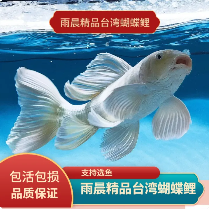 雨晨精品蝴蝶鲤观赏鱼