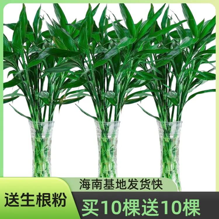 富贵竹水培植物客厅摆件发节节高水养竹子室内绿萝盆栽花卉绿植