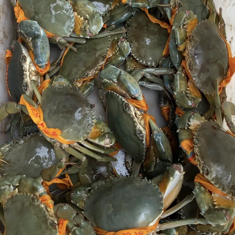 【公蟹与膏搭配套餐】中秋送高品质贝壳蟹正宗三门青蟹包肥保活顺丰