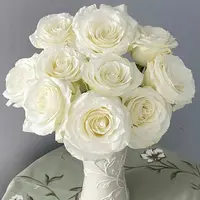 【云舍花卉】朵拉【骄傲】单头玫瑰  全场任意满两单及以上鲜花包邮