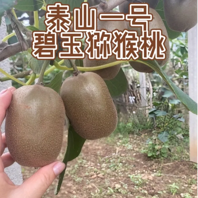 【万润甄选】正宗碧玉泥猴桃奇异果绿心泥猴桃当季新鲜水果香甜多汁