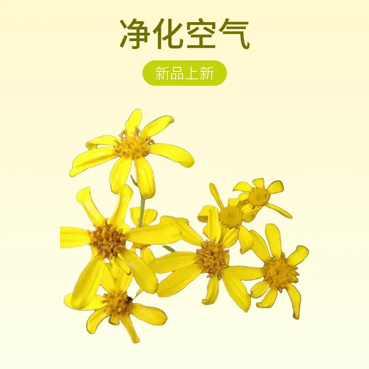 贵州野生千里光,阳台空气净化观叶植物,简单土培