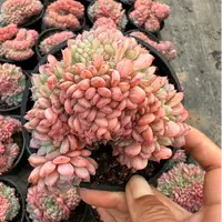 10#白胖子缀多肉植物    前男友精品多肉