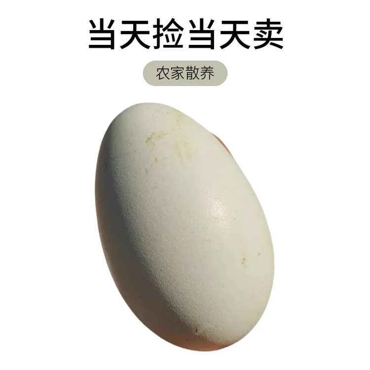 农家散养双黄鹅蛋新鲜高营养适合老人孕妇宝宝