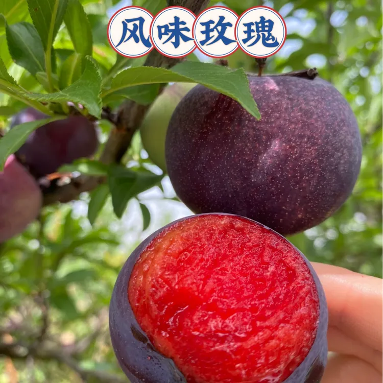 《三好农场》正宗西梅果树现挖现发风味玫瑰味王艾琳娜恐龙蛋