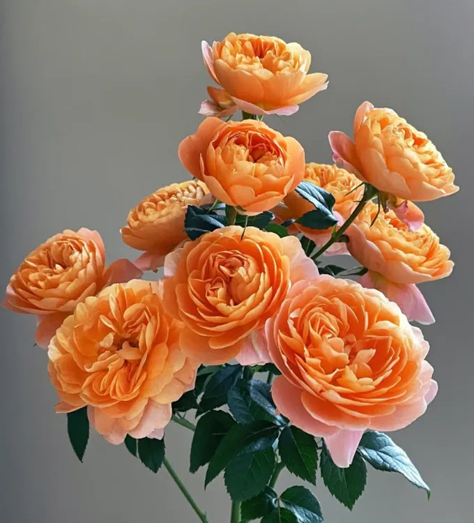 玫瑰大叔 果汁阳台 新手低维护丰花灌木可切花淡香多头变色盆栽