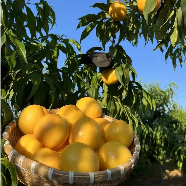 【诚信生态果农】山东蒙阴蜜桃之都黄油桃脆甜软甜净重4/4.5斤