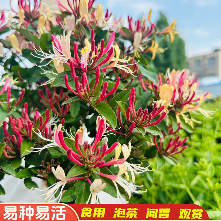 四季多彩红金银花苗食用泡茶盆栽地栽浓香闻香盆栽地栽泡茶食用