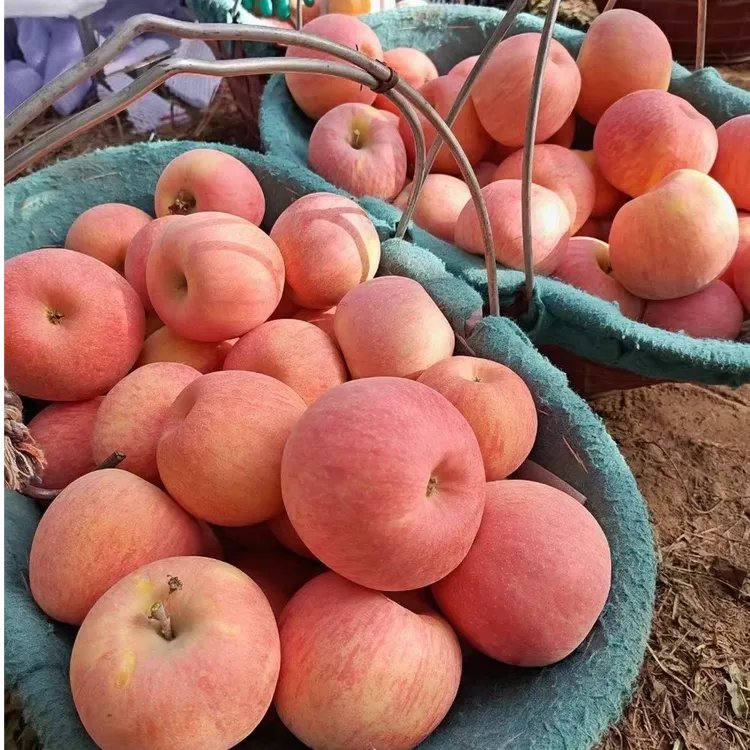 【现摘现发】新疆阿克苏冰糖心苹果脆甜多汁果园直发