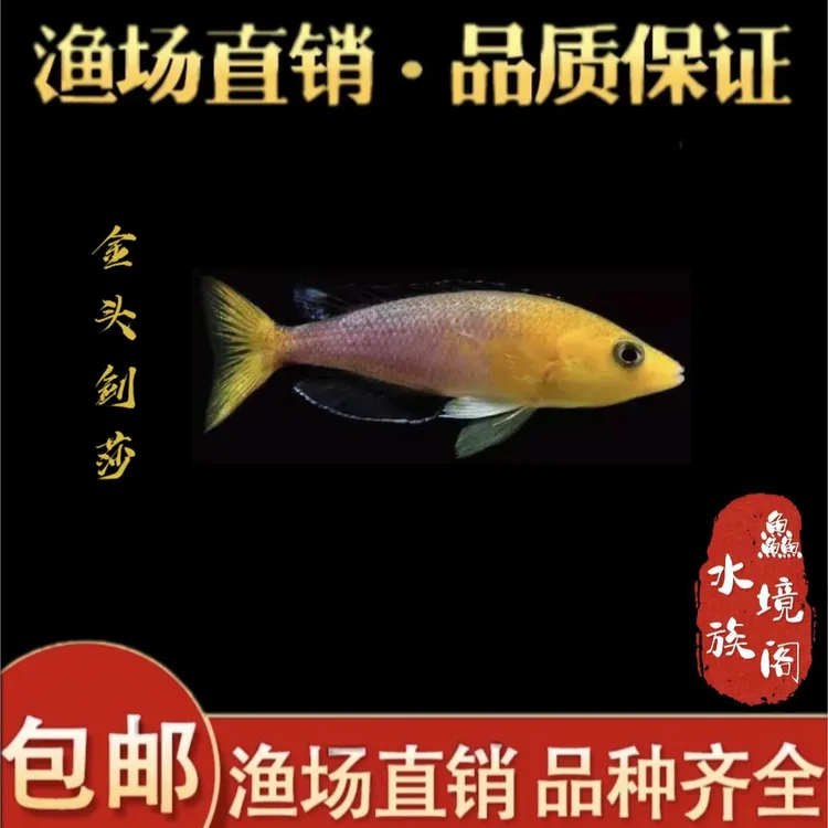 【渔场直销】非洲野生进口金头剑莎齐果马三色剑莎白子剑莎细麟剑莎