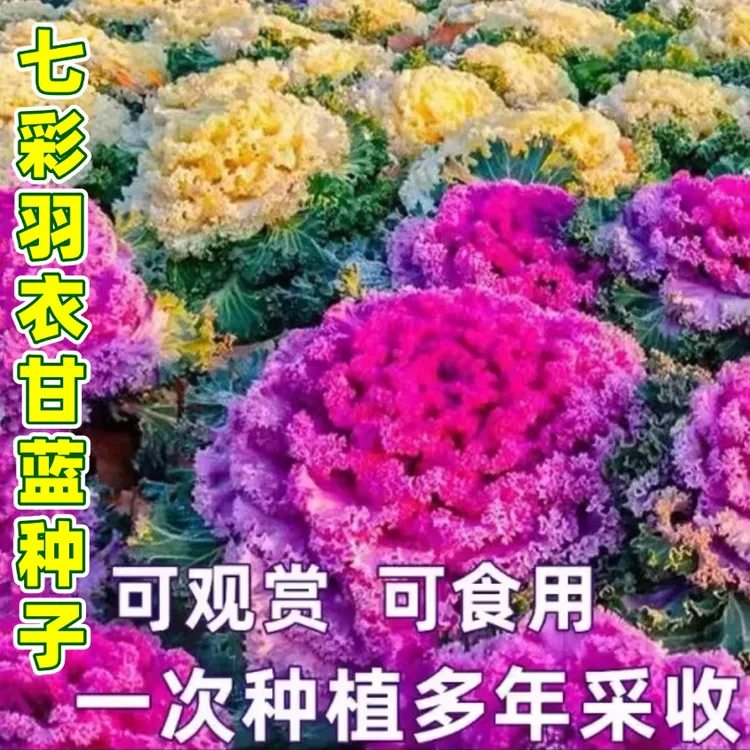 【混色羽衣甘蓝种子】家庭阳台小院四季种植盆栽地栽易种易活