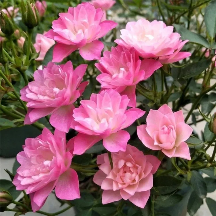 天河繁星 （花苗）花量多四季开月季粉红色夏季冬季春季栽培