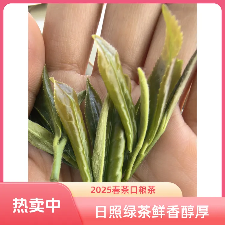 日照绿茶2025春茶鲜香醇厚口粮茶