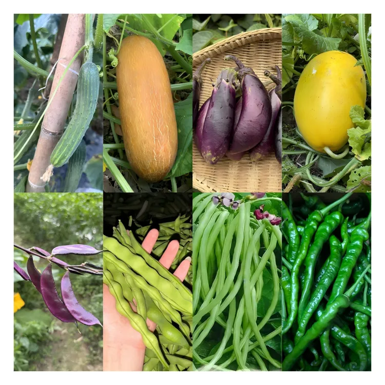 恩施高山农家露天种植蔬菜组合