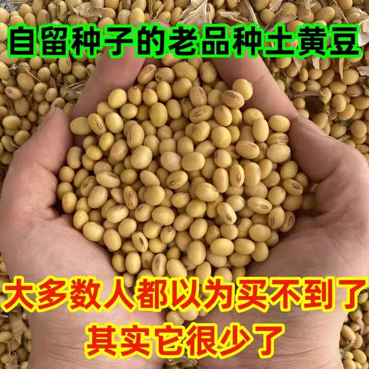 25年新黄豆非转基因笨黄豆湖北恩施农家椭圆黄豆子老品种土黄豆