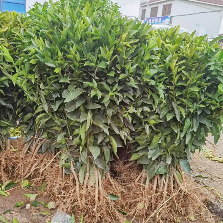 嫁接南瓜桔子树苗南瓜柑橘南瓜橘树苗橘子种植盆栽地栽苗庭院种植