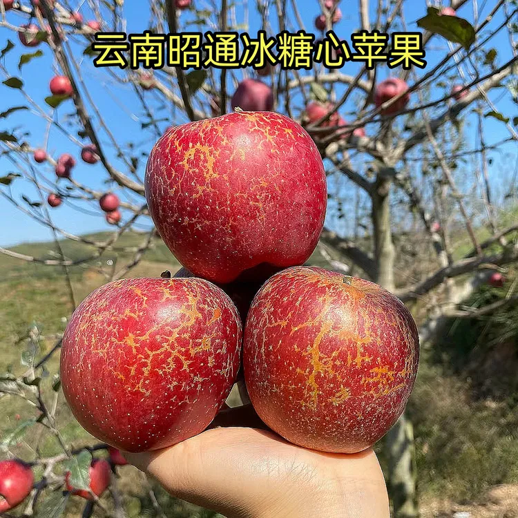 云南昭通丑苹果新鲜现摘脆甜爽口冰糖心红富士应季水果