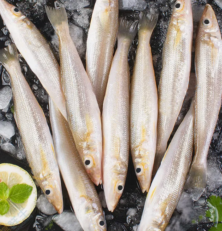 青岛新鲜小船沙丁鱼 肉质很鲜嫩  偶有破肚介意勿拍顺丰包邮