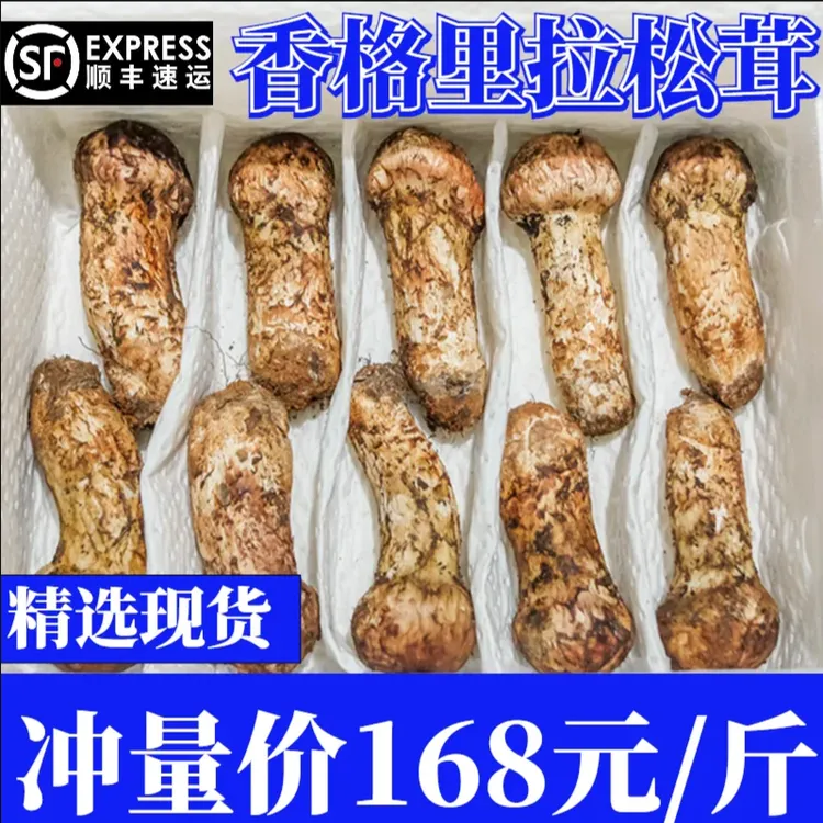 【顺丰】现货新鲜香格里拉松茸菌鲜松茸云南菌子特产500g采摘